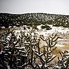 Snow on Cactus