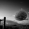 Tumbleweed #3