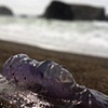 Jellyfish