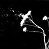 Wind
