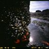 Tide Pool #2