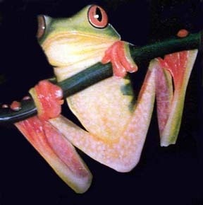 frog