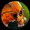 compact skull