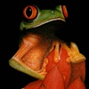 tree frog