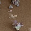 (little brides) Creatures of Great Hope