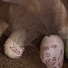 (little brides) Creatures of Great Hope