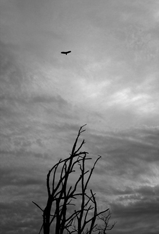 Vulture, Artcroft