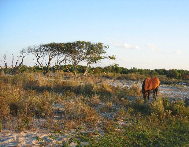 Assateague Island