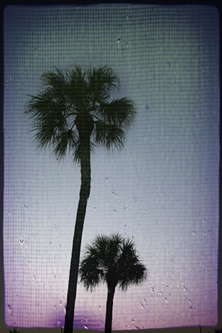 Palms at Sunset, Florida