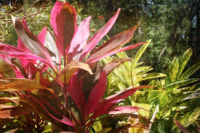 Florida Foliage