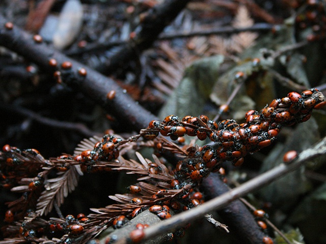 Ladybugs #2