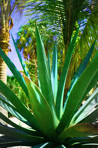 Aloe