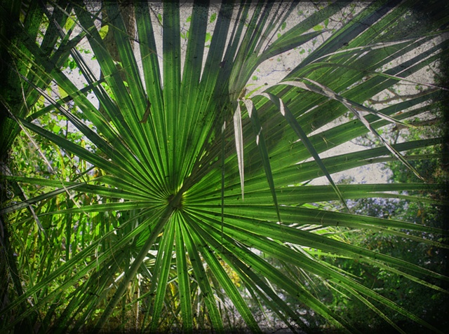 Palmetto Palm, Florida