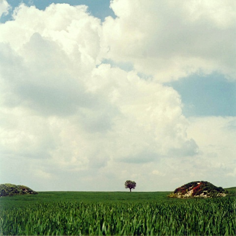 Dos Monticulos y un Arbol