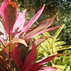 Florida Foliage