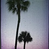 Palms at Sunset, Florida