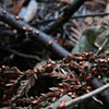 Ladybugs #2