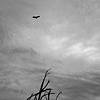 Vulture, Artcroft