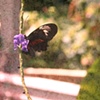 Butterfly World