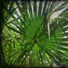 Palmetto Palm, Florida