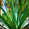 Aloe