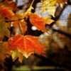 Fall Leaves
