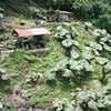 Fuentes Georginas, Guatemala