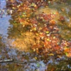 Fall at Gunpowder Falls