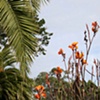 San Francisco Gardens