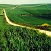 Golden Road