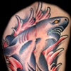 shark