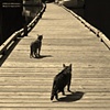 Traveling Cats