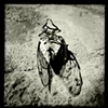 Cicada