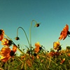 In the Meadow
