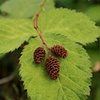Tiny Cones