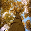 Towering