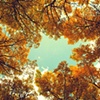 Canopy of Aspens