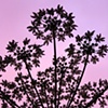 Queen Anne's Lace