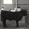 Cow Bath