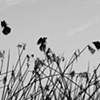 Birds in the Reeds