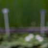 Scatole Botaniche - Esemplare