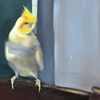 Study for Meeo