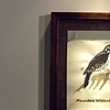 A taxonomic split often occurs when scientists discover - through the prosthetics of DNA testing and computer analysis of song - that what appeared to be a single species, is actually two separate species which look identical