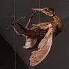 "nesting" (detail)