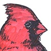 Cardinal