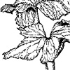 Leaves in broken vase