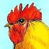 Rooster