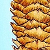 Pinecone