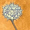 Botanical 4