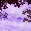 TREE SOULS